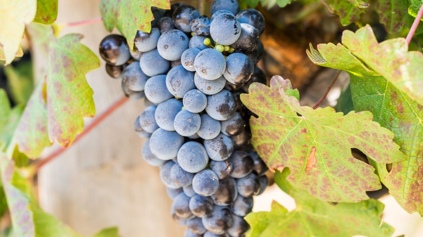 Red grapes in a vineyard in Franschhoek.