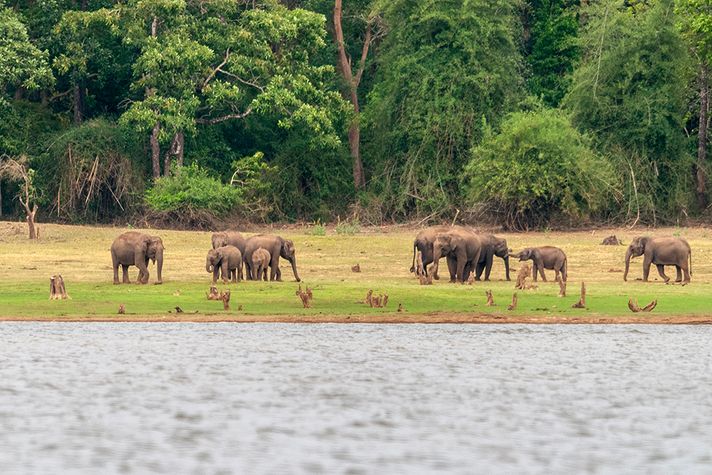 bandipur national Park in South India