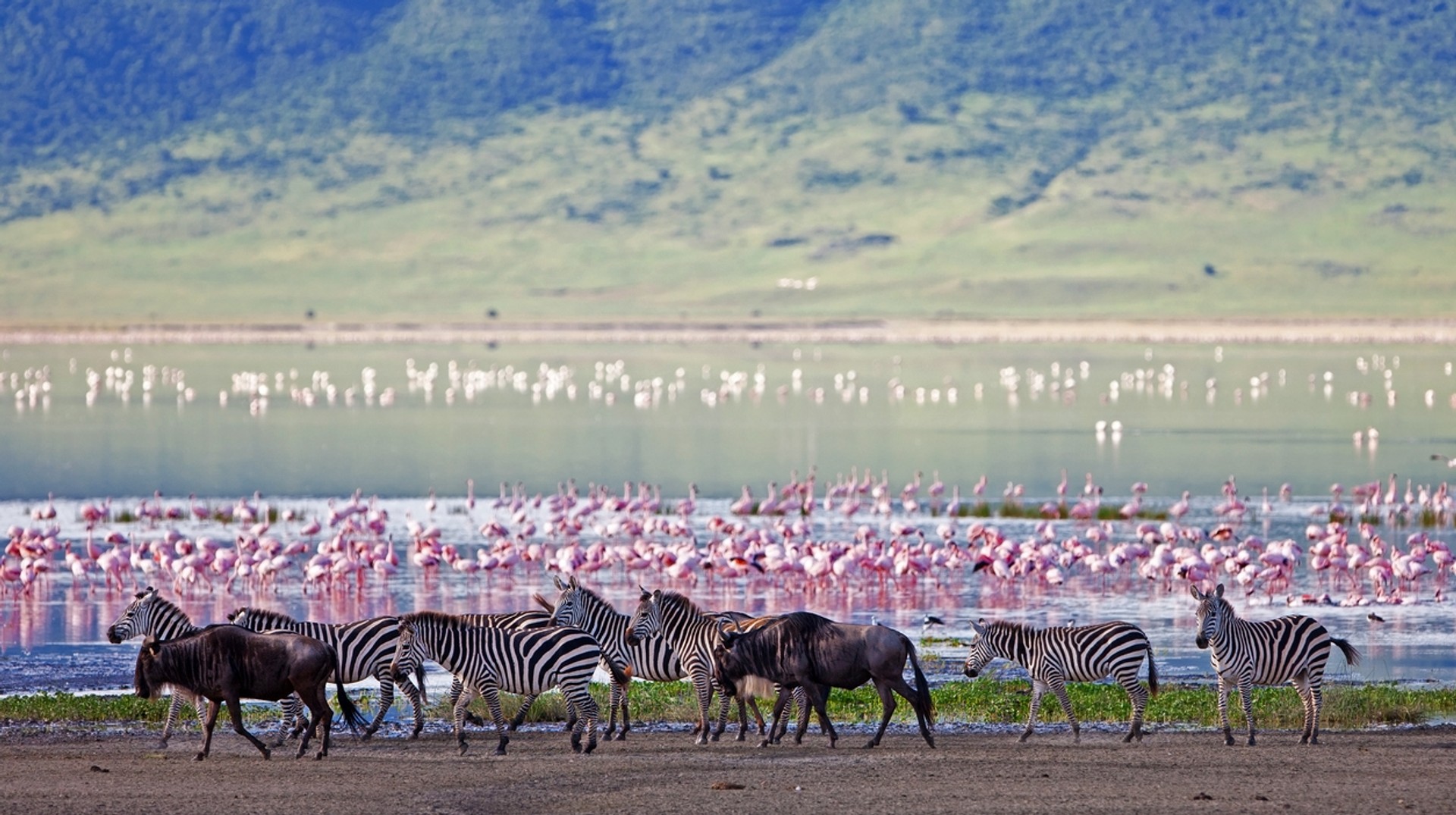Zebras and wildebeest seen next to a lake filled with flocks of pink flamingos. Seeing sights like these is one of the top things to do on a Ngorongoro safari.