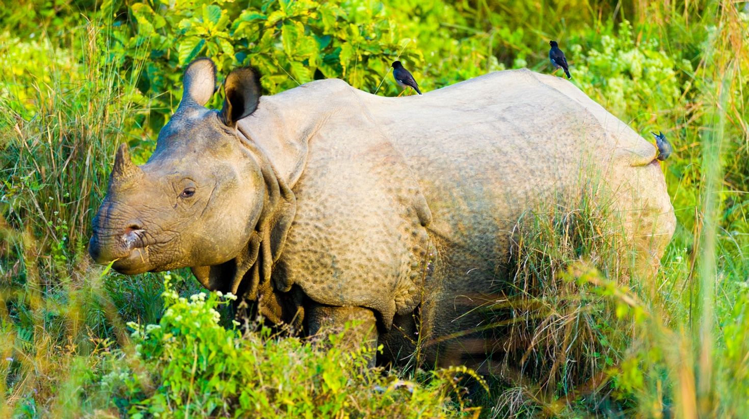 View spot one-horned rhinoceros in the open in Chitwan National Park.