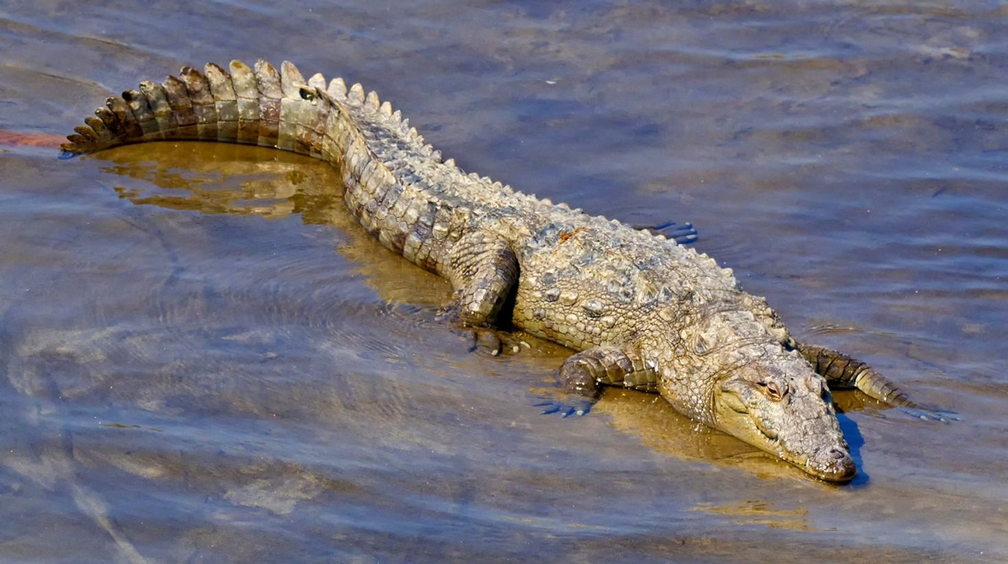 View crocodiles in Bardia National Park.