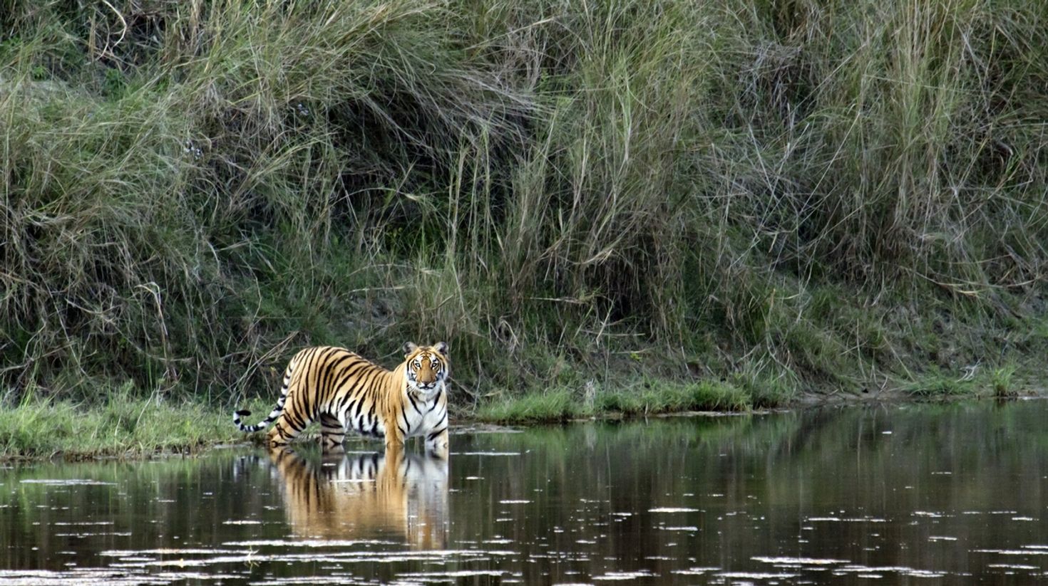 Watch Bengal tigers in their natural habitat in Bardia.