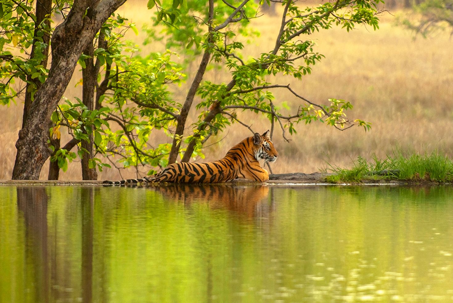 Tiger Safari in Ranthambore National Park