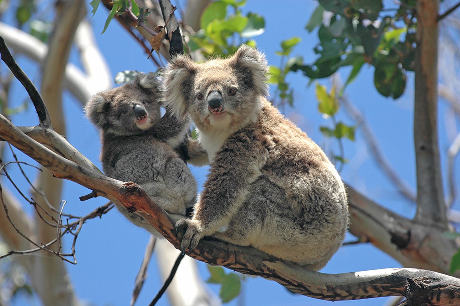 Places to visit in Sydney, koalas in Taronga Zoo