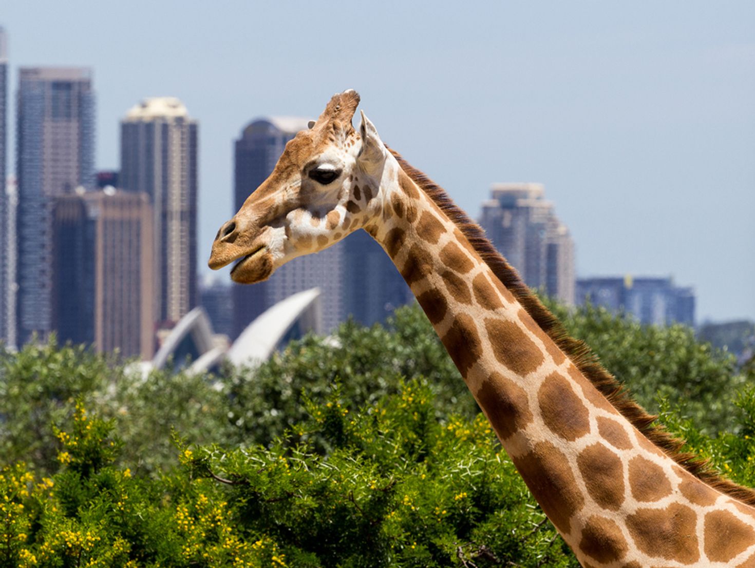 Places to visit in Sydney Taronga zoo