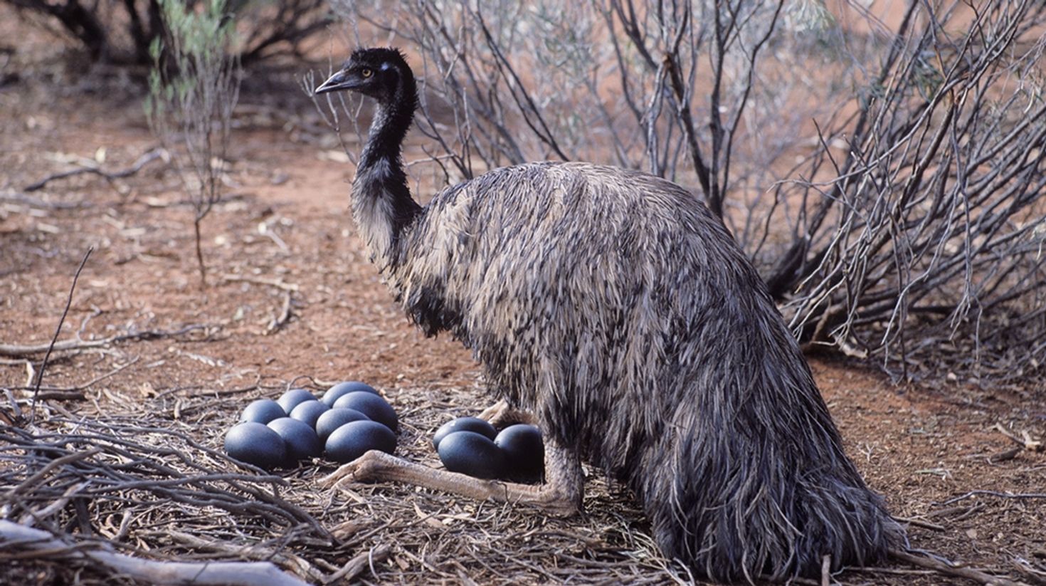 One of the things to do in Hobart: visit Bonorong Wildlife Sanctuary