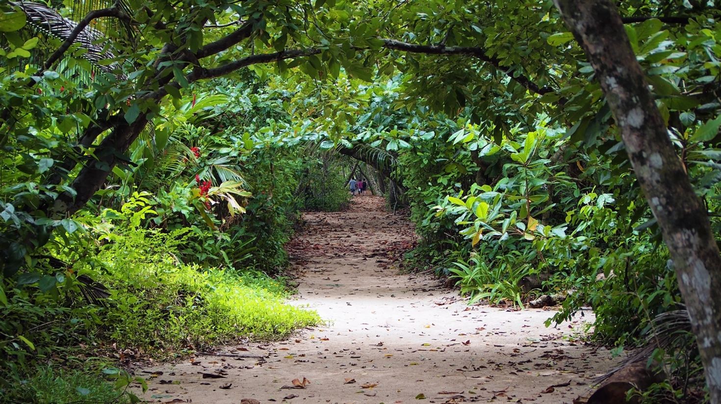 Cahuita National Park is situated on a 5 minute walk away from downtown.