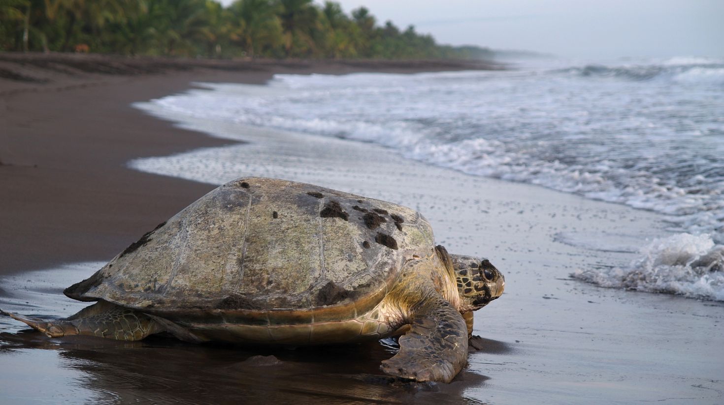 Sea turtle by the shore in Tortuguero National Park.