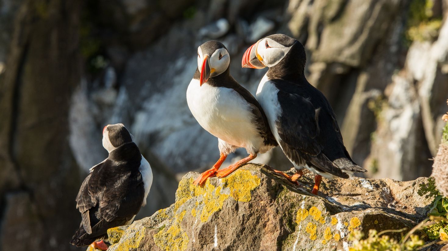 Spotting Atlantic puffins, a popular thing to do in Iceland.