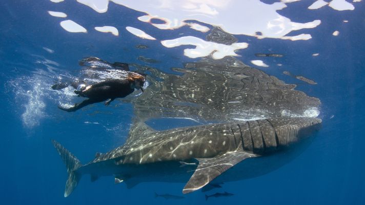A diver swimming with Whale Sharks in Mexico.