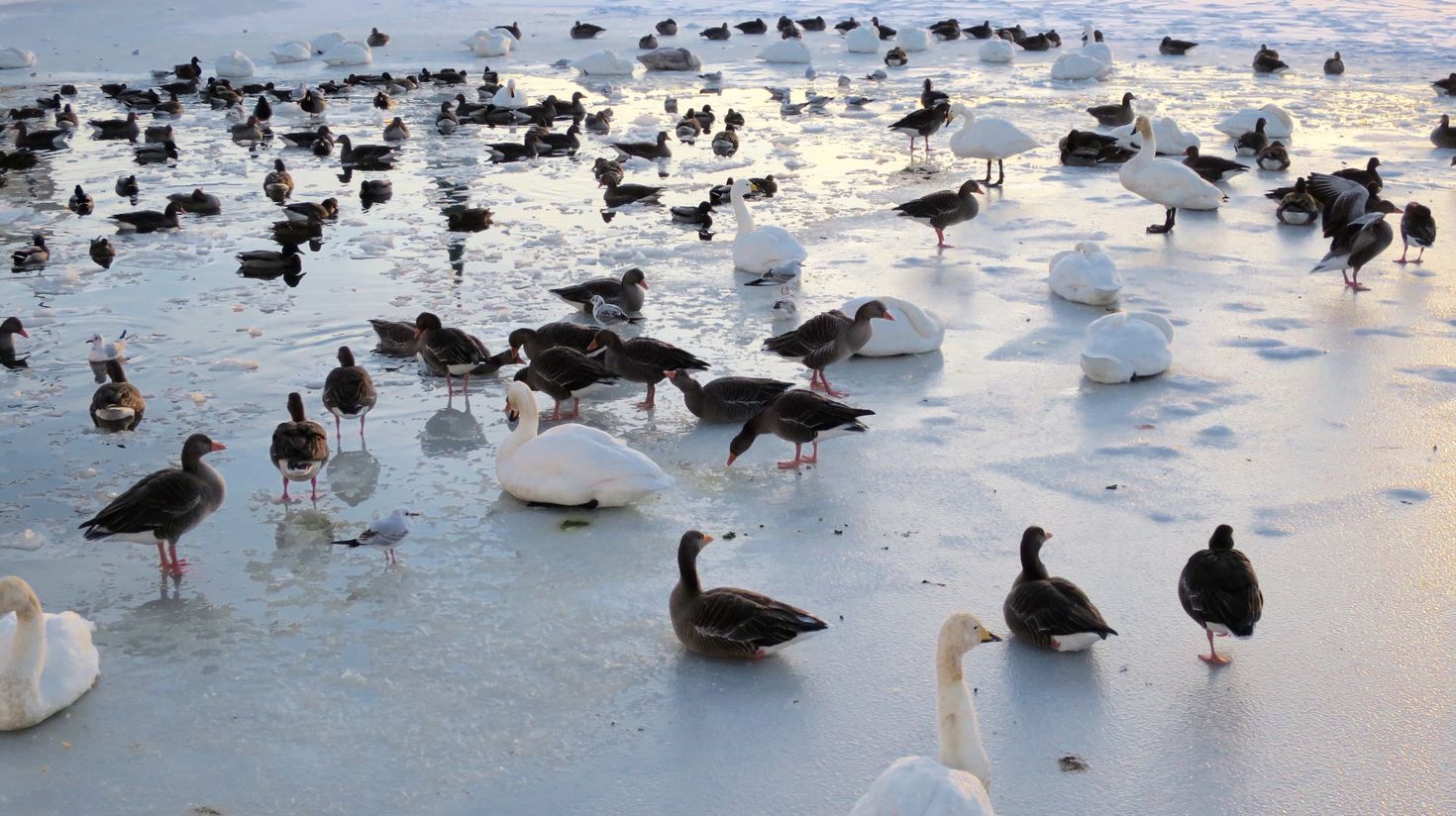 Lake Tjornin is a must visit place in Reykjavik