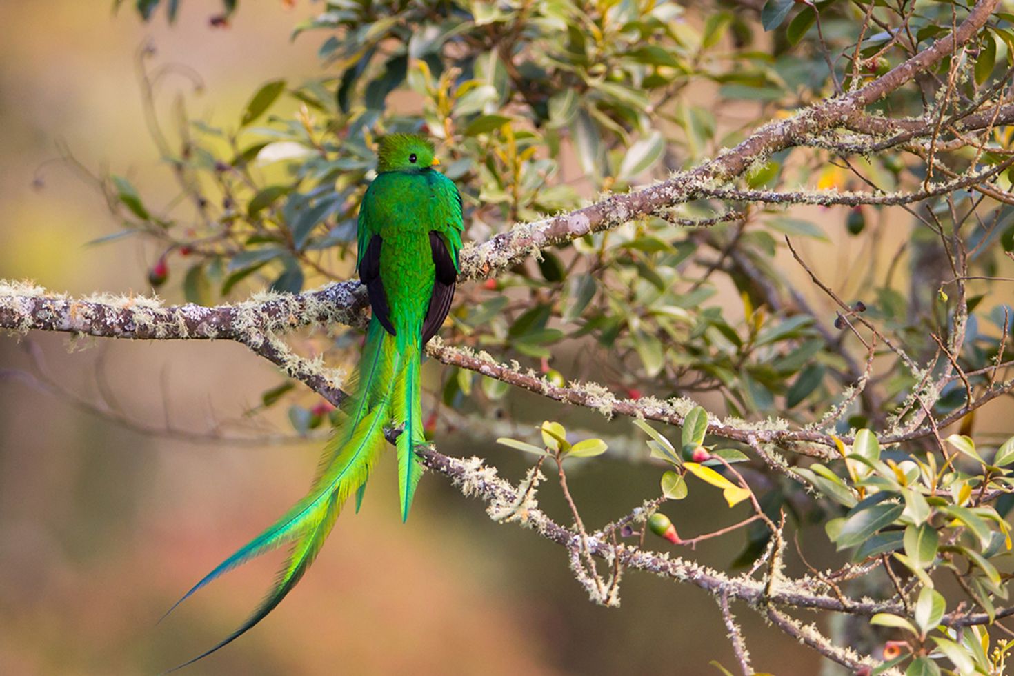 Monteverde Cloud Forest Reserve is where you will find the Quetzal.