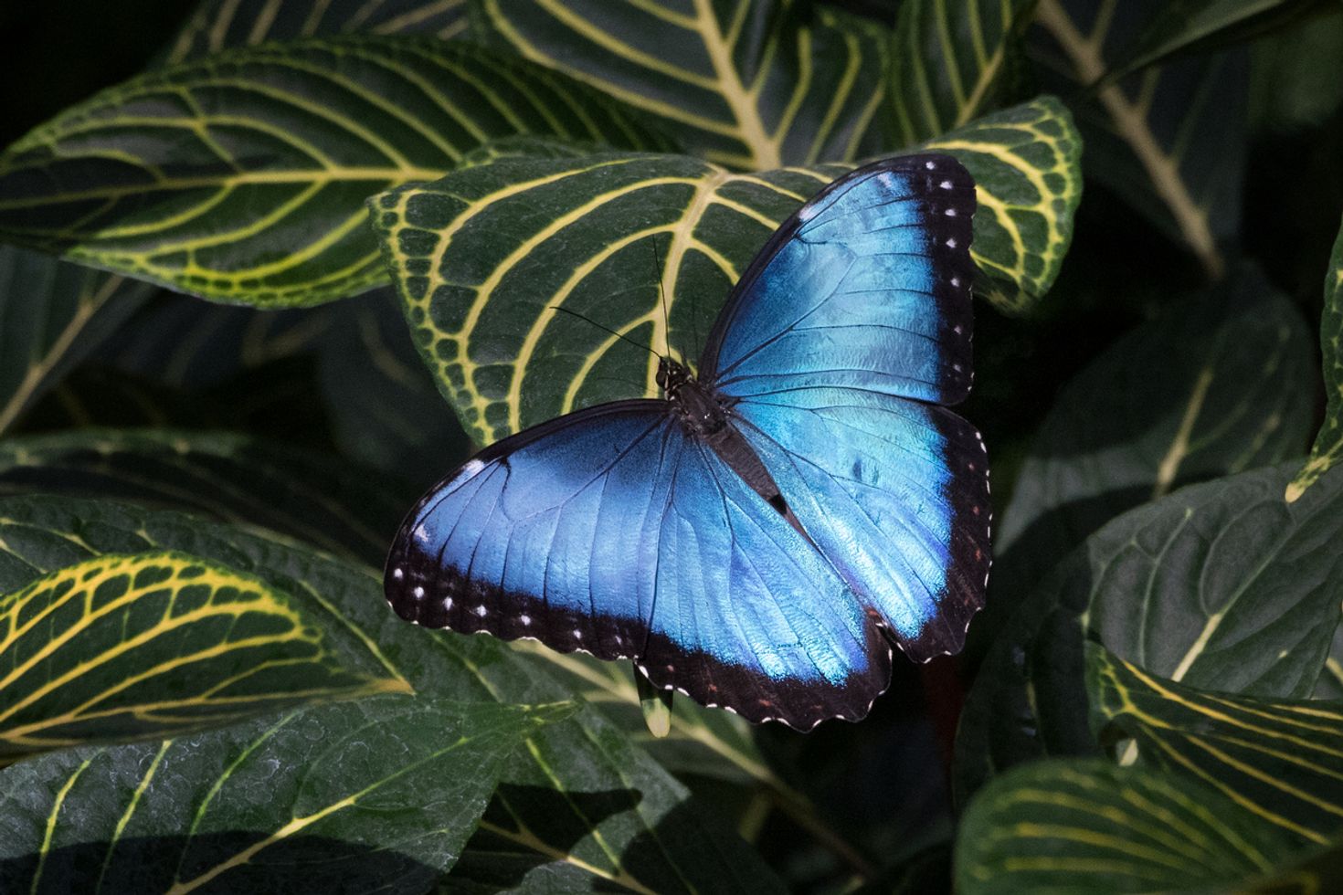 Things to do in San Jose butterfly museum