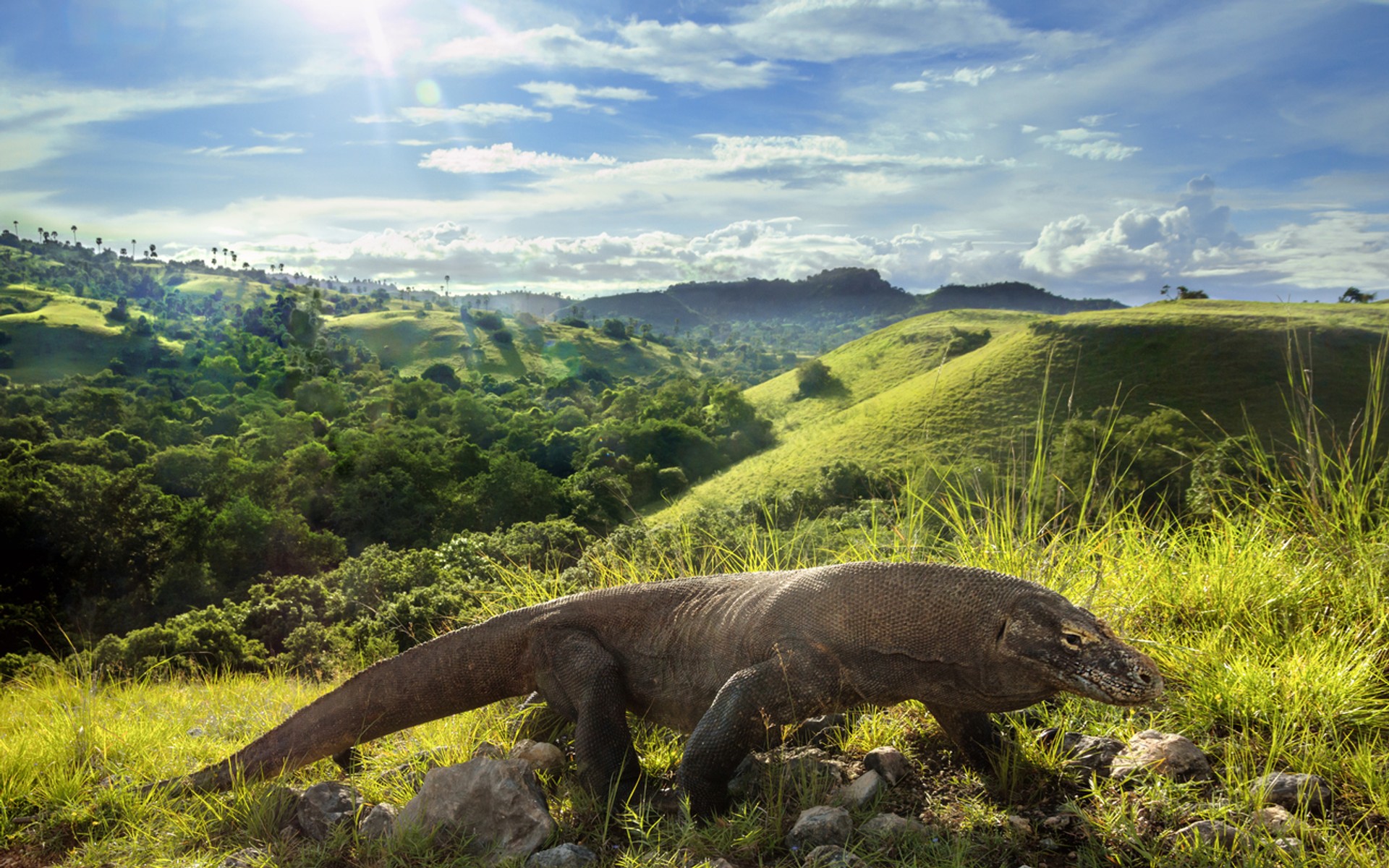 Watching the Komodo dragons is the reason for visiting the Komodo Island