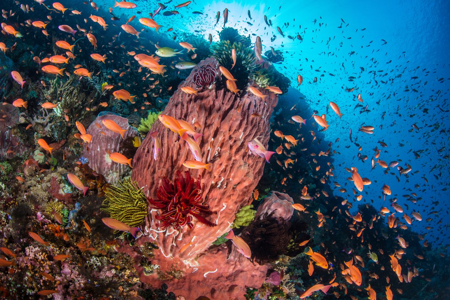 One of the top reasons for visiting Komodo Islands is the marine wildlife