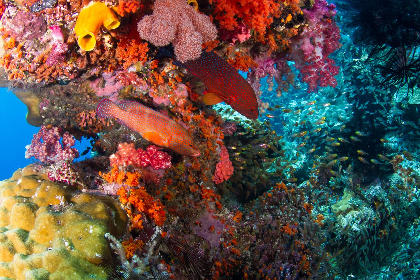 Scuba diving is a great things to do while visiting Komodo Island