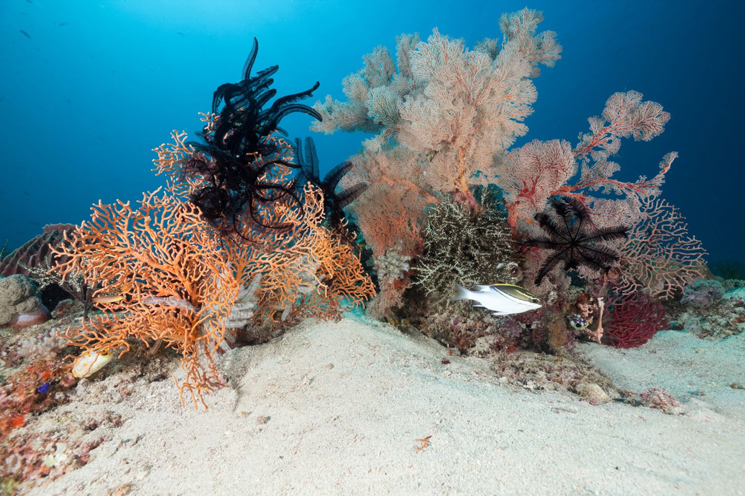 Marine wildlife in Gili Lawa that is a small island in Komodo Island
