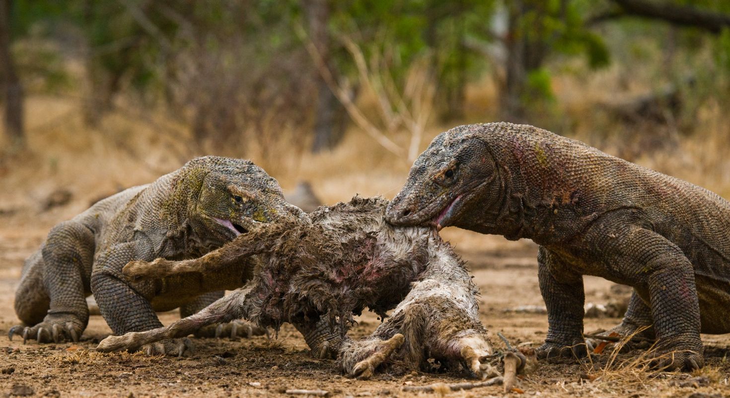 Guided tours are always better when visiting Komodo Island