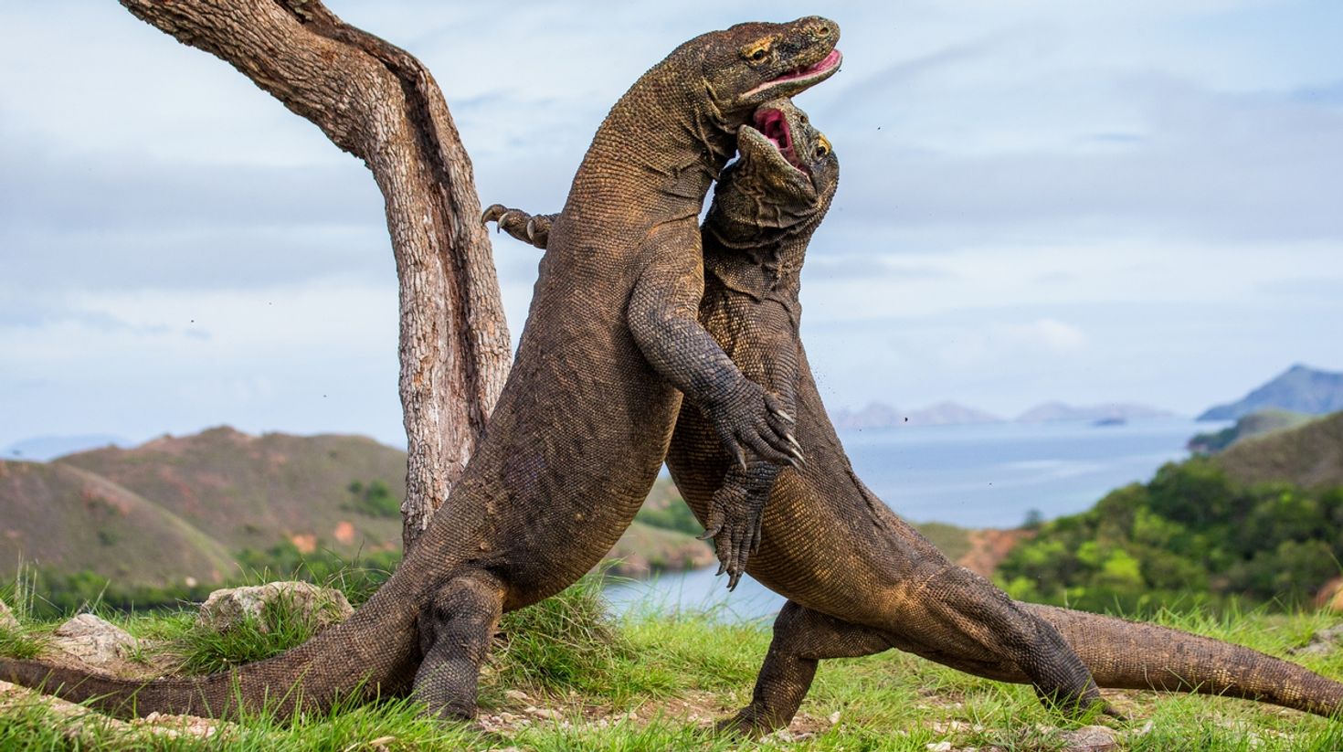 A visit to Komodo Island is a must if you are visiting Indonesia