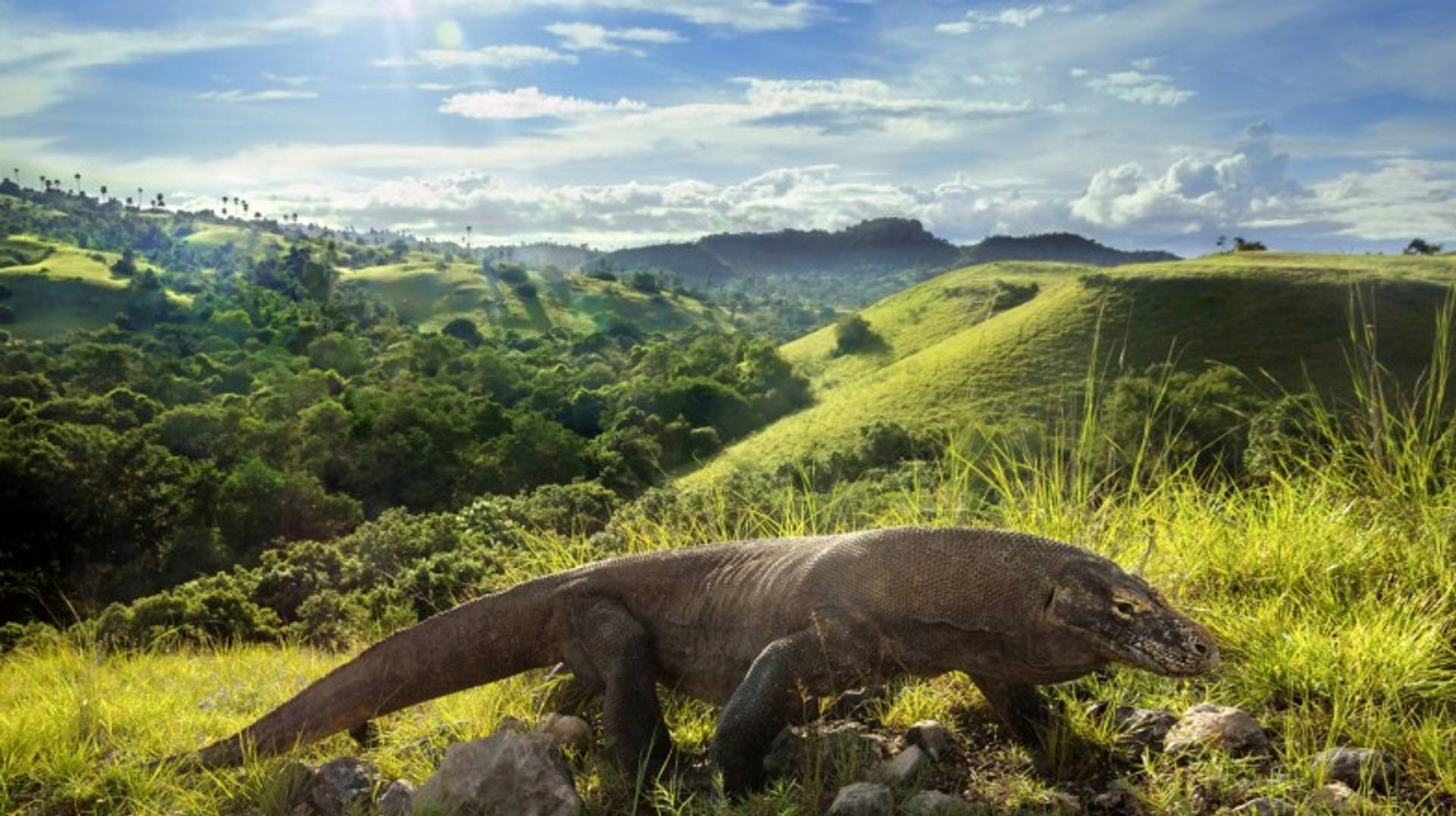 Top Tips for Visiting Komodo Island