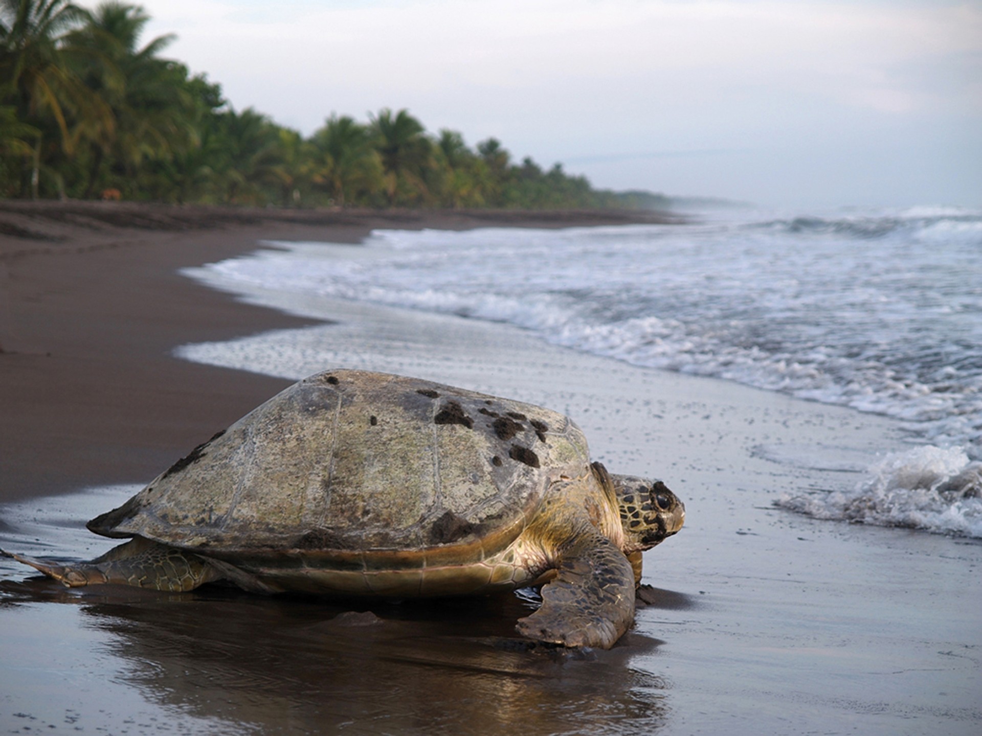 Several species of sea turtles are protected in the Tortuguero National Park in Costa Rica
