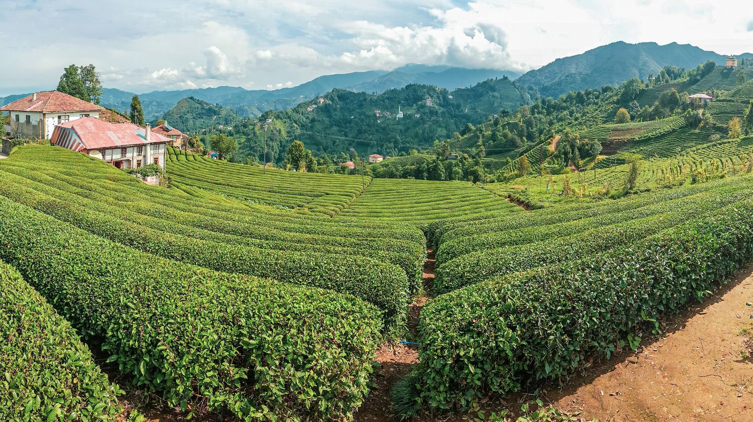 Explore green tea farms on a sunny on your 7-day trip in Turkey.