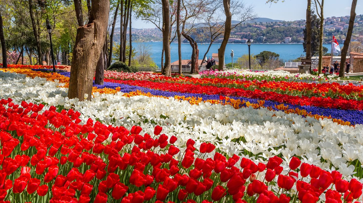 Bright colorful tulip flower beds in the Tulip Festival in Istanbul.