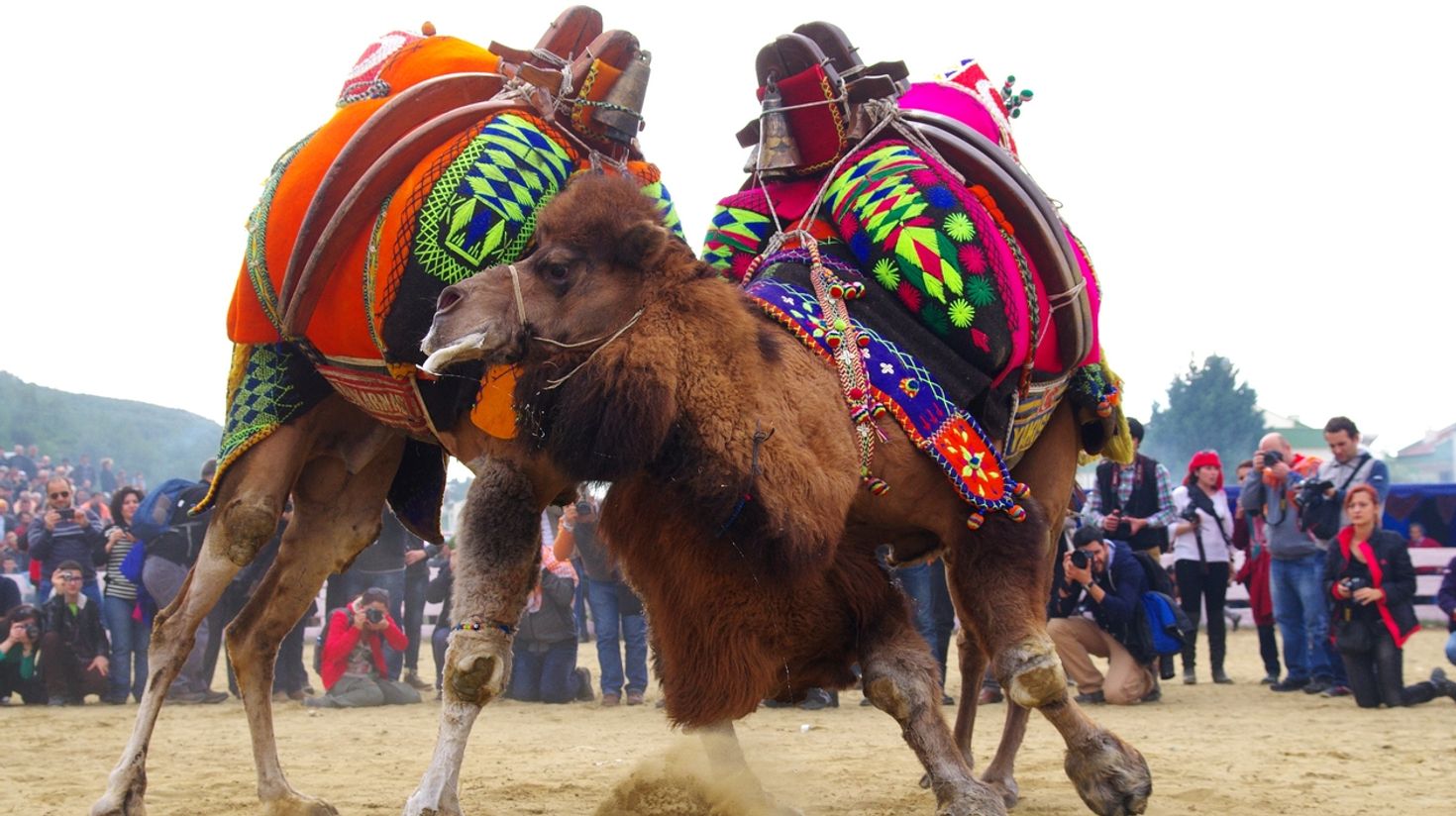 Two camels wrestling with the crowd watching in Izmir.