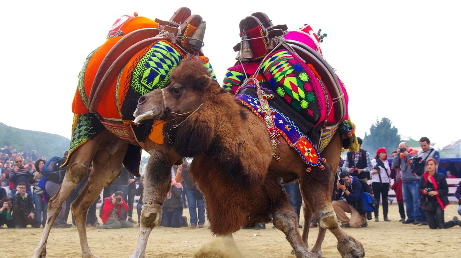 Watch camel wrestle in Turkey.