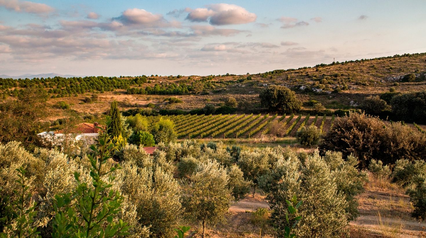 A beautiful vineyard scene in Bozcaada, Turkey.