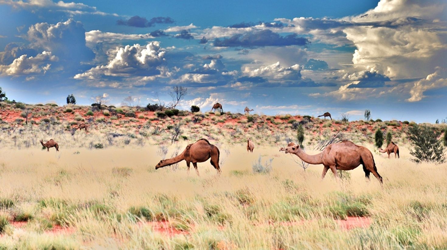 Camels are not native to the Australian desert but they are a common sight.