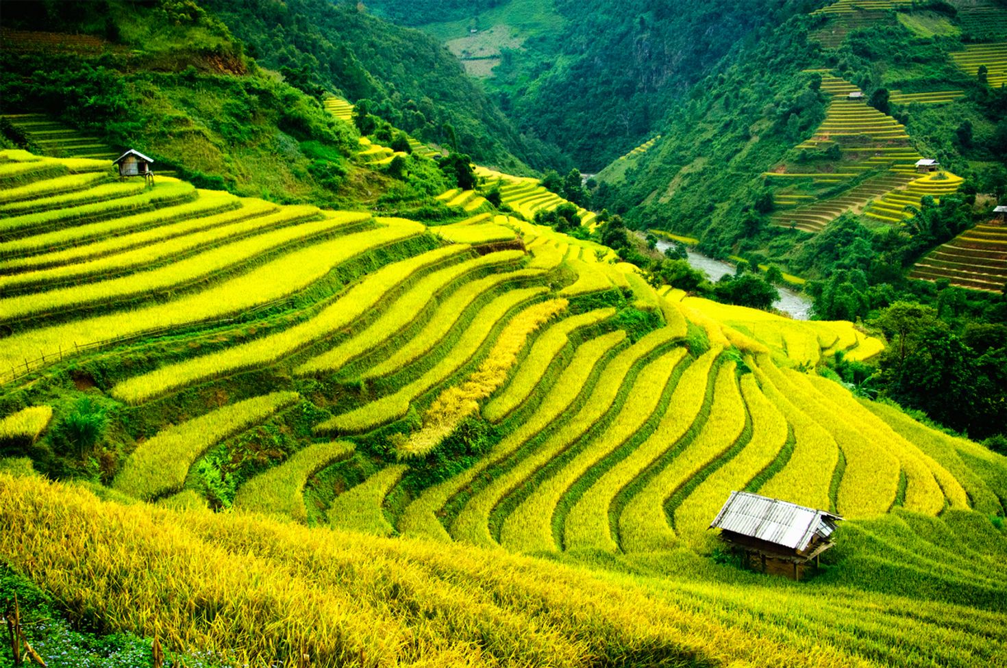 Seeing the rice fields in Sapa should be in your 7-day Vietnamese itinerary.