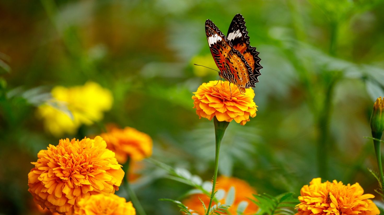 Visit Cuc Phuong National Park to see the butterflies in April.