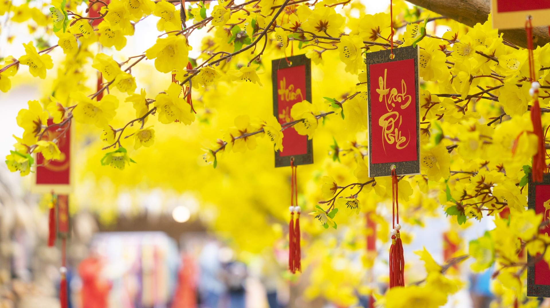 Visit Vietnam in Janaury to join the locals bringing in the beginning of the new year music, dragon dance performances, and traditional food markets. Ochna integerrima tree with lucky money during Vietnamese New Year in Vietnam in January.