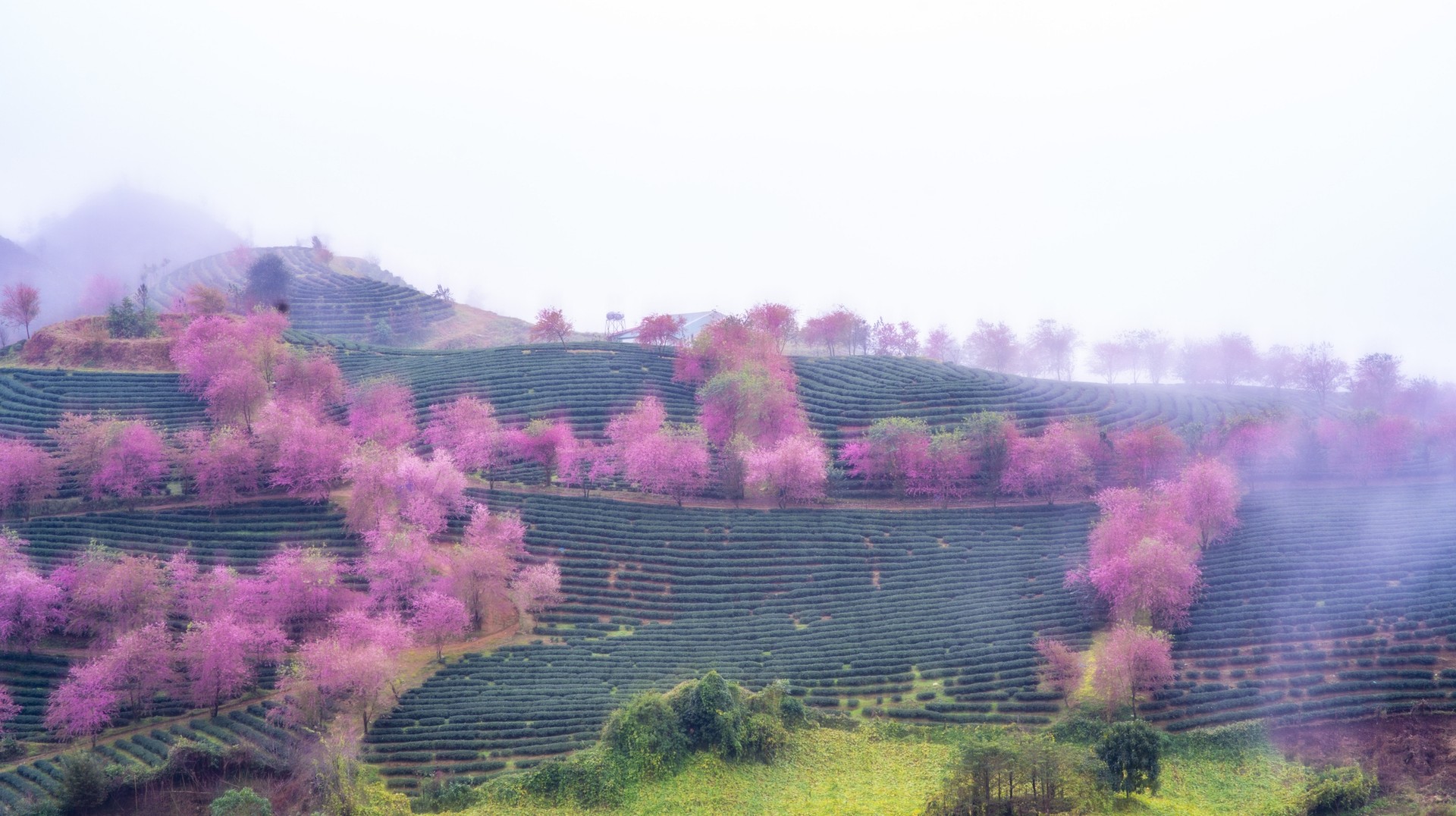 Visit Vietnam in March to catch the prime cherry blossom season in Northern Vietnam. Cherry blossom abording the hills of Northern Vietnam in March.