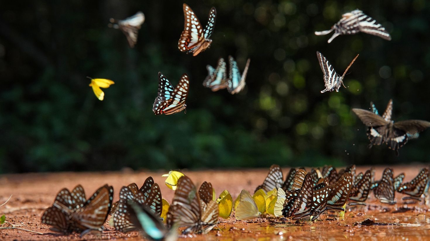Colorful butterflies in a forest in Vietnam.