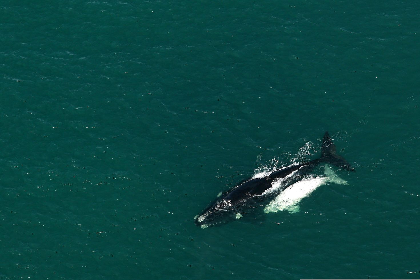 Whale Watching Aerial tours in Hermanus
