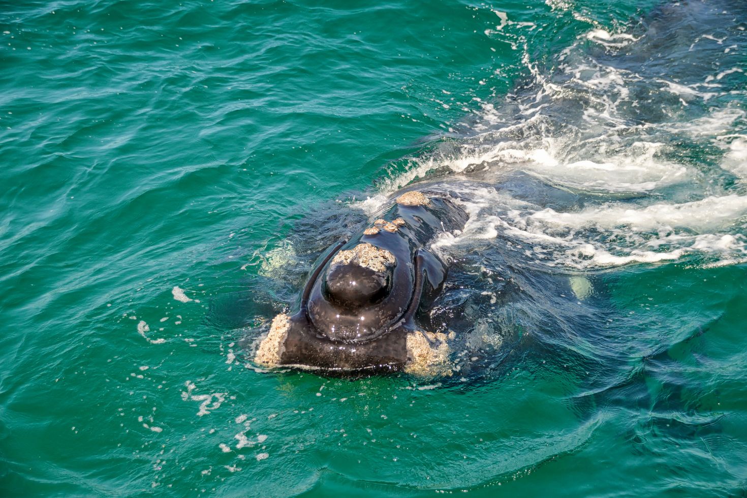 Whale watching boat tour in hermanus
