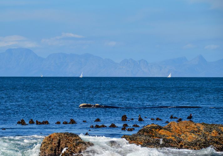Whale Watching land Tours in Hermanus