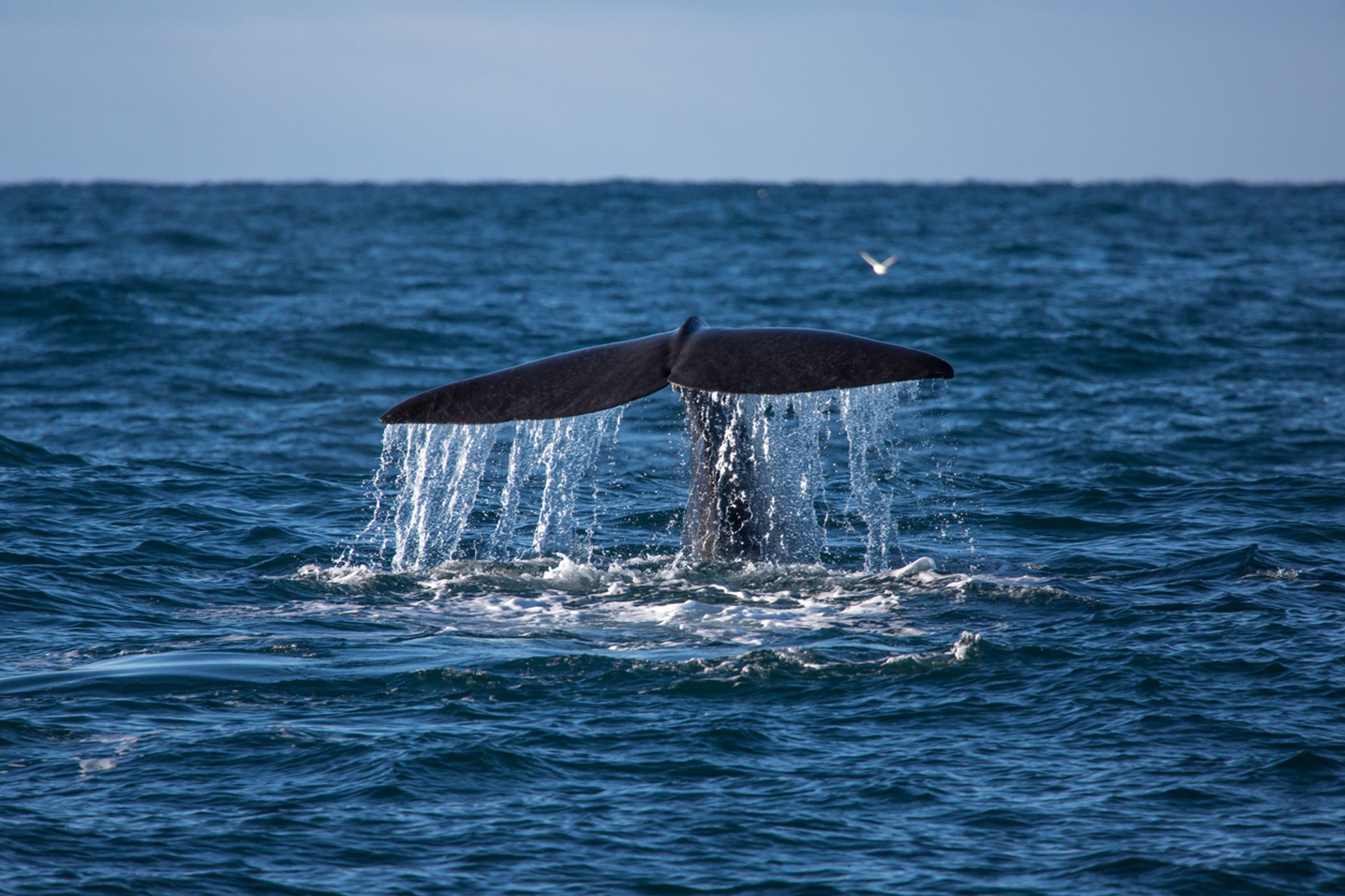 Whale watching is a popular tourist activity in Iceland