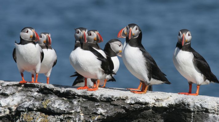 Puffins in Iceland
