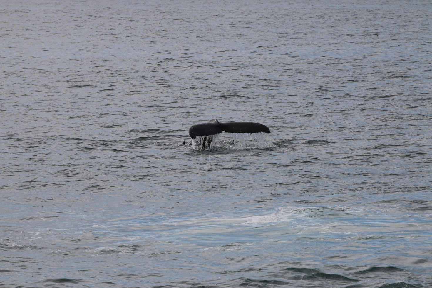 Reykjavik is a popular spot for whale watching in Iceland