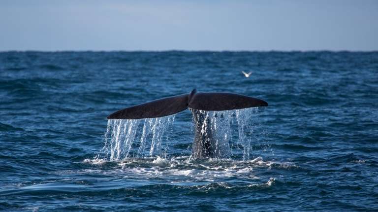 Whale watching is a popular tourist activity in Iceland
