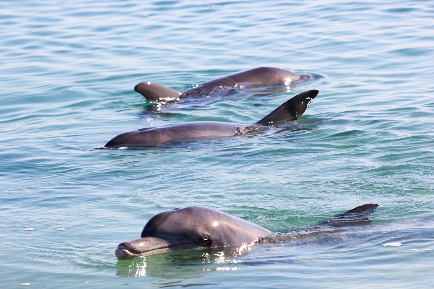 Go on a whale watching tour in Sydney and spot dolphins as well