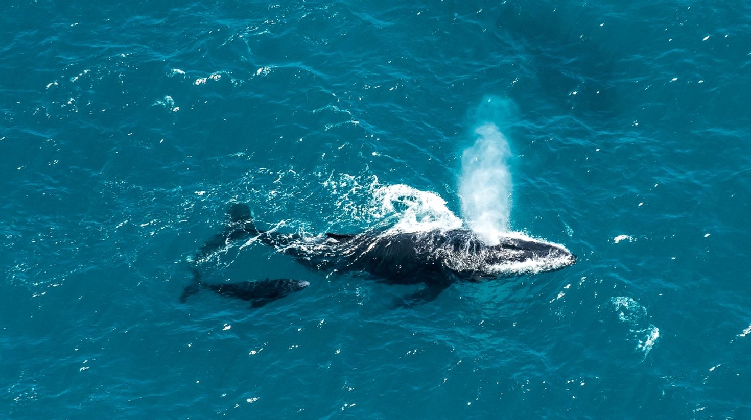 Whale watching in Sydney during the summer is rewarding