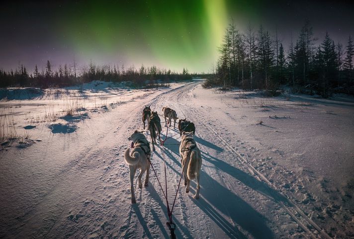 Witness the Northern lights in Canada as you are pulled on a husky-sledge