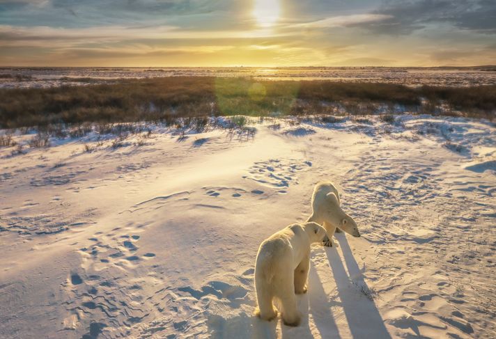 Polar bear sighting in Manitoba, Canada