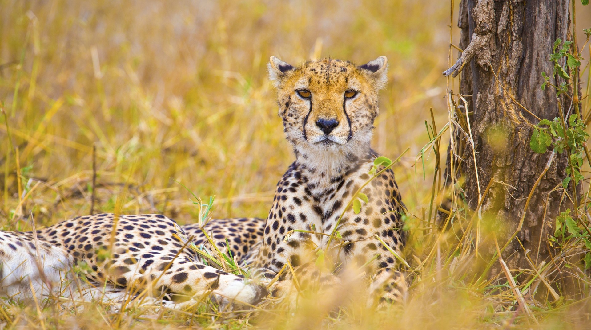 Cheetah resting at the Savannah of Ngorongoro Conservation Area A cheetah stares on as he lays on a grassland next to a tree