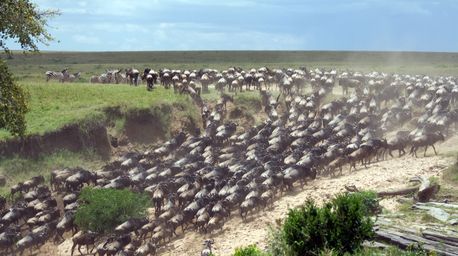 Wildebeest Migration in the Serengeti plains