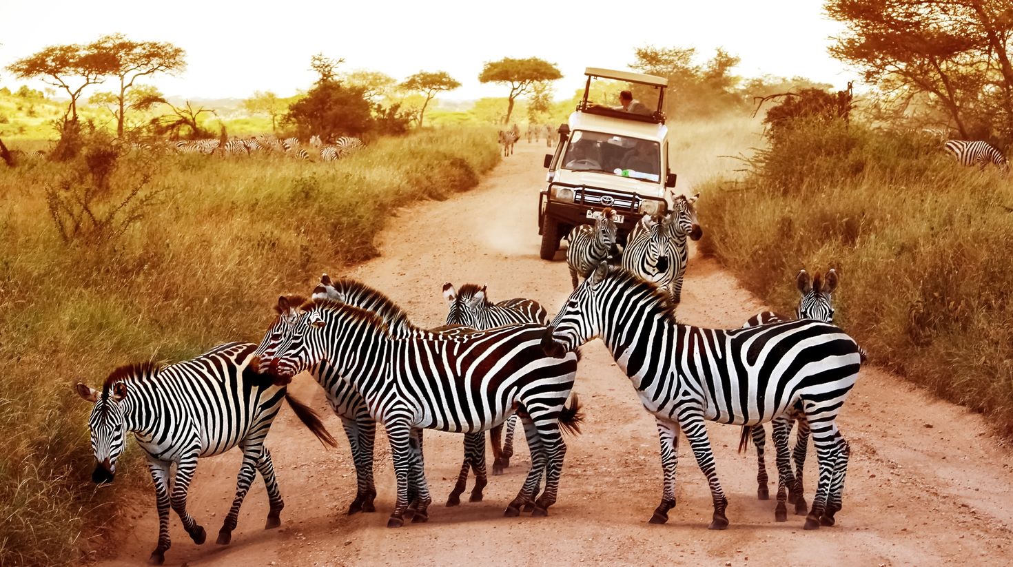 Herd of Zebras in the Serengeti National Park